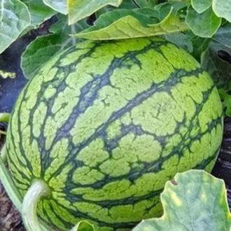 有啥吃瓜的论坛,一网打尽娱乐圈最新动态