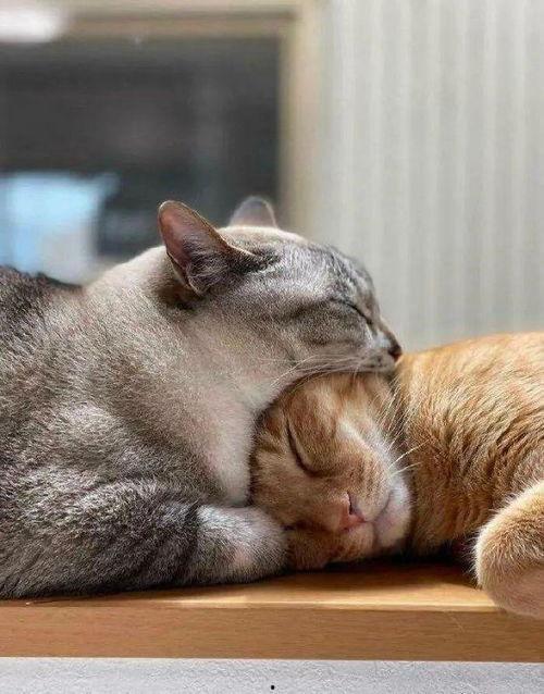 猫娱乐吃瓜酱,揭秘娱乐圈那些不为人知的幕后故事