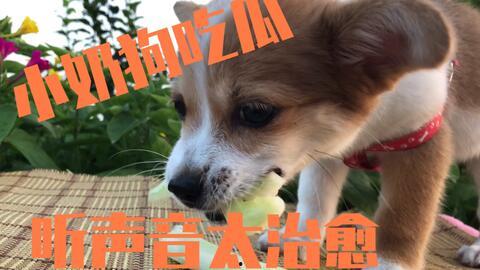 狗狗娱乐吃瓜酱,揭秘宠物界的趣味生活