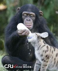 娱乐吃瓜酱小动物视频下载